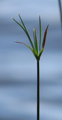 Cyperus denudatus