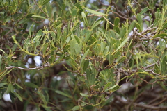 Boscia oleoides