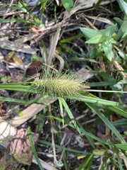 Carex erinacea