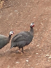 Numida meleagris domesticus
