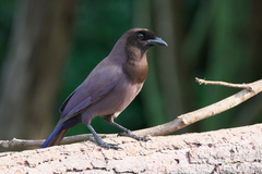 Cyanocorax cyanomelas