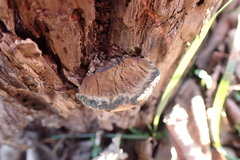 Hapalopilus rutilans