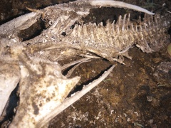 Siluriformes