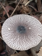 Macrolepiota pulchella