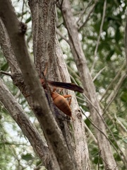 Polistes rubiginosus
