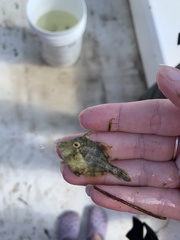 Stephanolepis hispida