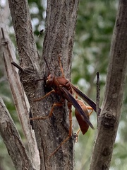 Polistes rubiginosus