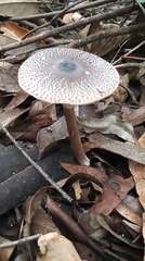 Macrolepiota pulchella