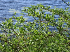 Phyllanthus reticulatus reticulatus