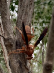 Polistes rubiginosus