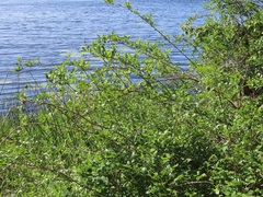 Phyllanthus reticulatus reticulatus