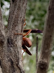 Polistes rubiginosus