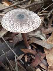 Macrolepiota pulchella