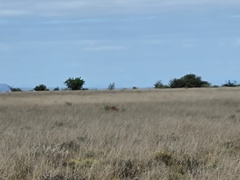 Raphicerus campestris campestris