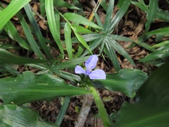 Coleotrype natalensis