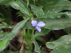 Coleotrype natalensis