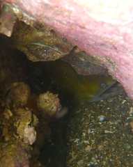 Gymnothorax castaneus