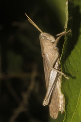 Schistocerca impleta