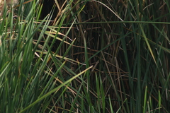 Passerina cyanea