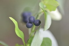 Cocculus diversifolius
