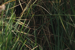 Passerina cyanea