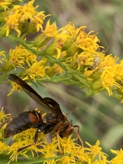 Polistes fuscatus