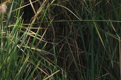 Passerina cyanea