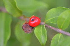 Malpighia glabra