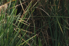 Passerina cyanea