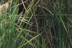Passerina cyanea