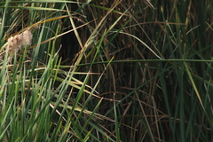 Passerina cyanea