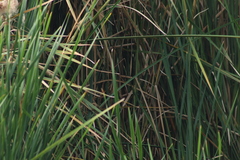 Passerina cyanea