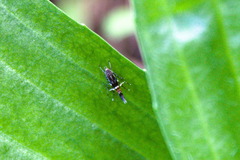 Cosmopterix