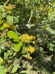 Azara serrata