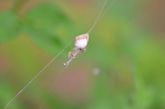 Argyrodes antipodianus