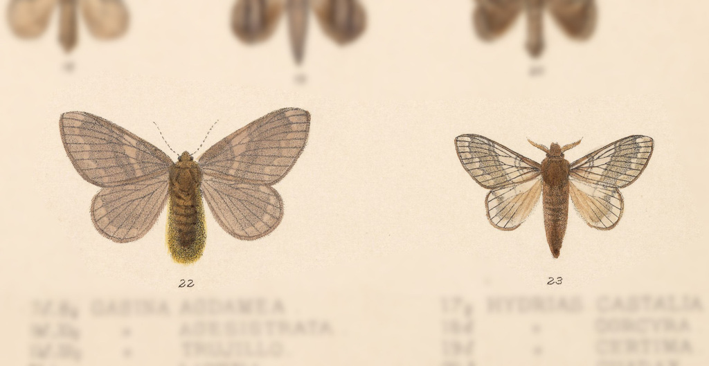 Euglyphis fibra