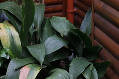 Aspidistra
