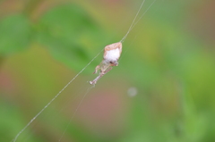 Argyrodes antipodianus