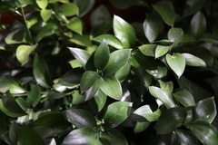 Ruscus