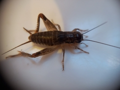Lepidogryllus