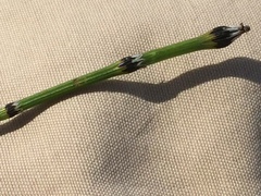 Equisetum variegatum