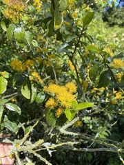 Azara serrata