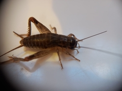Lepidogryllus