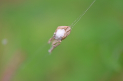 Argyrodes antipodianus