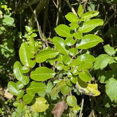 Azara serrata