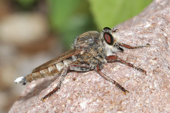 Promachus truquii