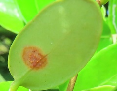 Austropuccinia psidii