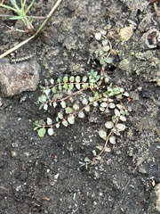 Euphorbia serpens