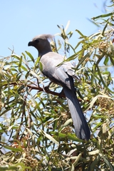 Corythaixoides concolor bechuanae