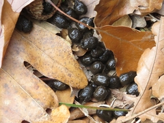 Odocoileus virginianus